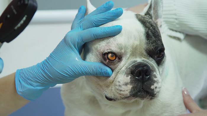 Köpek göz muayenesi Köpek göz muayenesi
