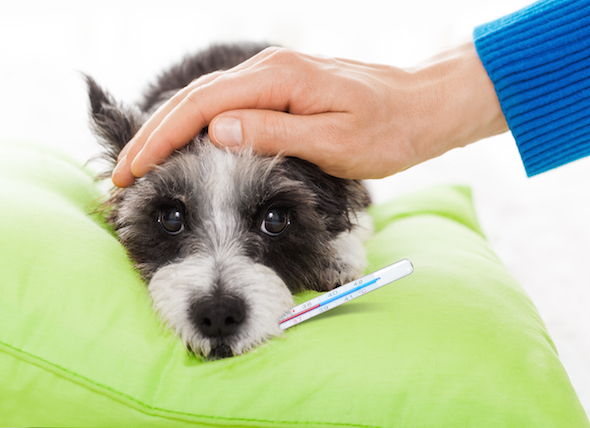 Köpeğin Ateşi Nasıl Anlaşılır ve Ölçülür?