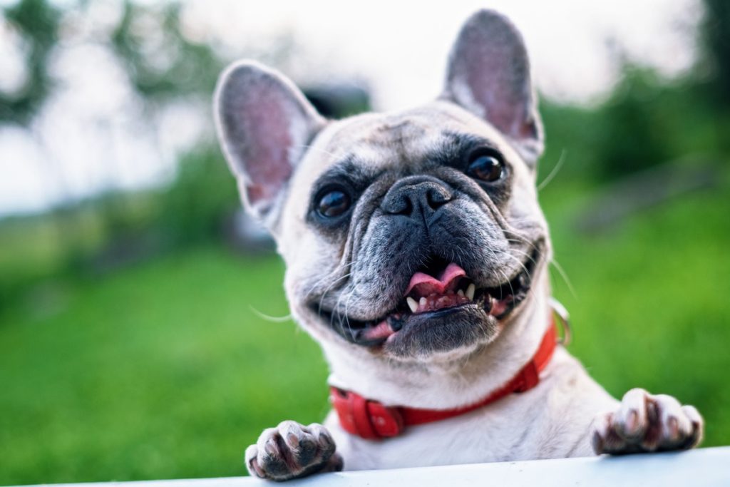 Köpek Hıçkırığı Nasıl Geçer