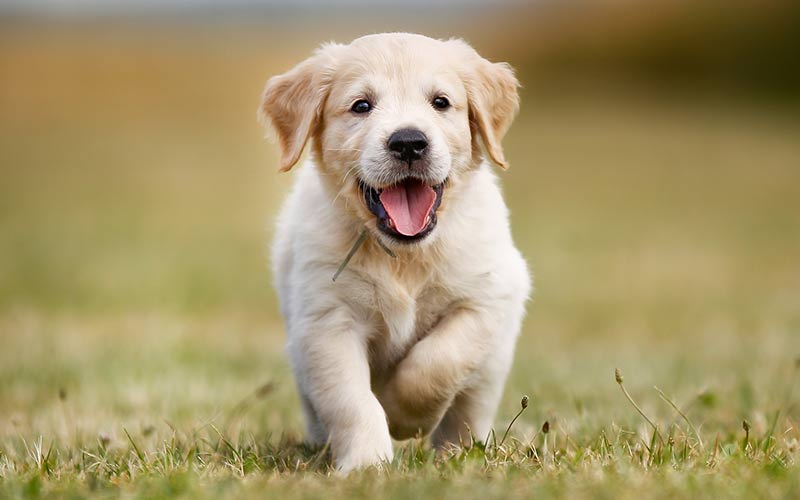 Yavru Golden Retriever Nasıl  Alınır