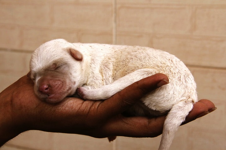 Yavru Köpeğin Cinsiyeti Nasıl Anlaşılır (Dişi mi Erkek mi)?