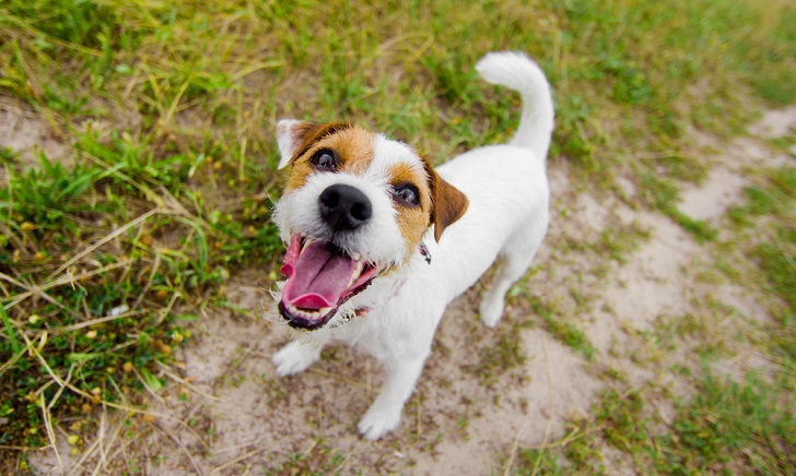 Köpeklerin Havlaması Nasıl Engellenir Adım 1 Köpeklerin Havlaması Nasıl Engellenir Adım 1
