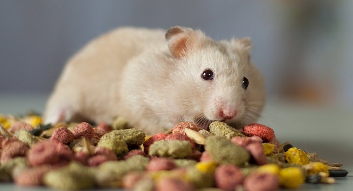 Çin Cüce Hamster Bakımı (Özel Mamalarla Besleme)