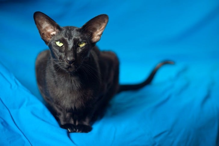 Dünyanın En Çirkin Kedileri Oriental shorthair (Laz Kedi)