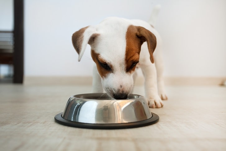 Köpek Ne Sıklıkla ve Ne Kadar Yemeli?