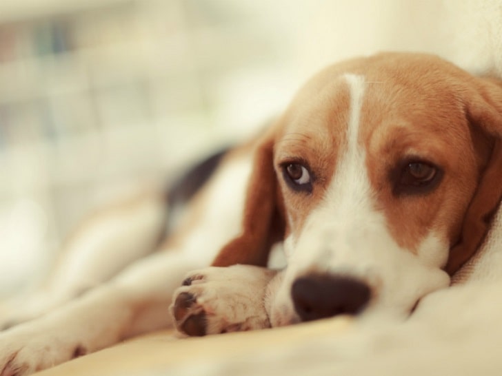 Köpeklerde Anemi (Kansızlık) Tedavisi Nasıl Yapılır