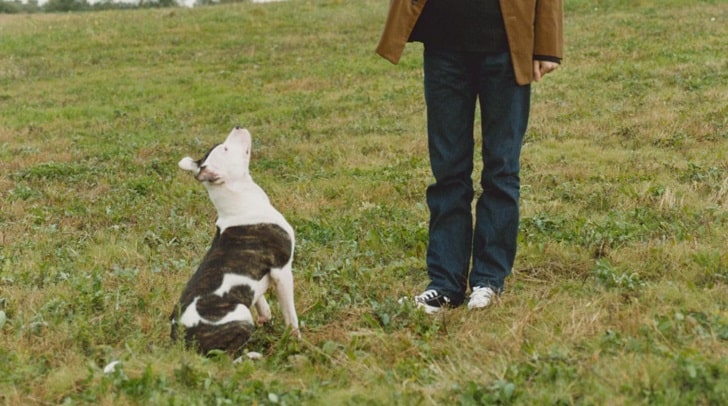 Köpeklere Oturma Eğitimi Nasıl Verilir