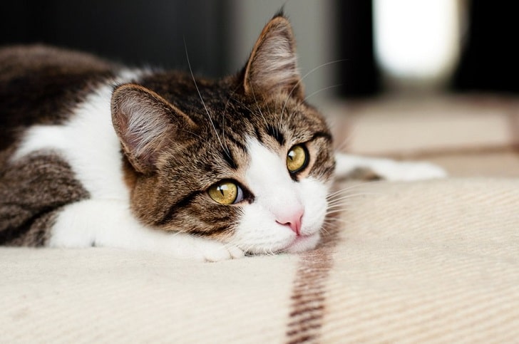 Kedinin Üzgün Olduğu Nasıl Anlaşılır (Depresif Kedi Belirtileri)