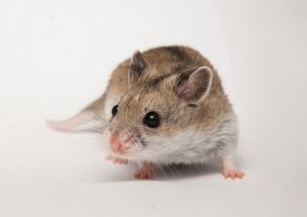 Çin Cüce Hamster Bakımı (Tek Başına Yaşamalılardır)
