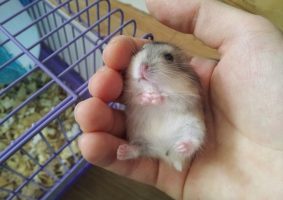 Hamster Dişi Mi Erkek Mi Nasıl Anlaşılır (Cinsiyet Belirlemek için Tutuş)