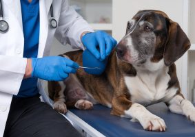 Erkek Köpeğin Cinsel Organından Kan Gelmesi: Sebepleri ve Tedavisi